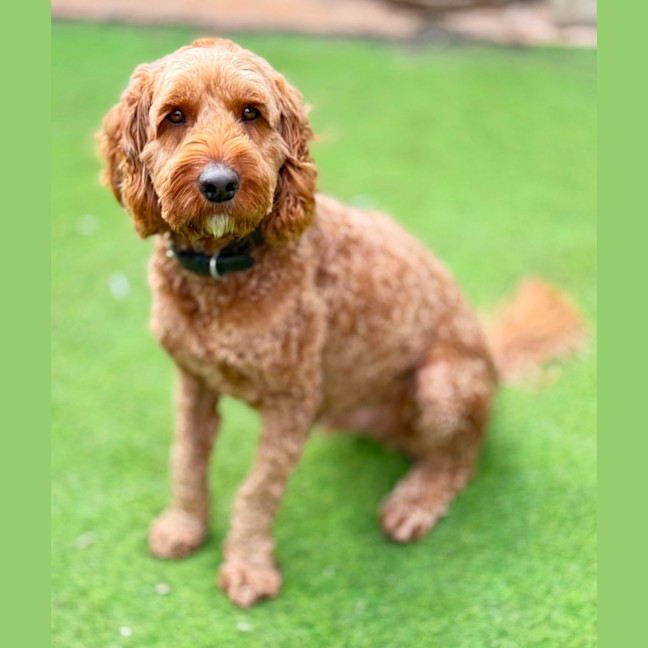 Photo of Rusty