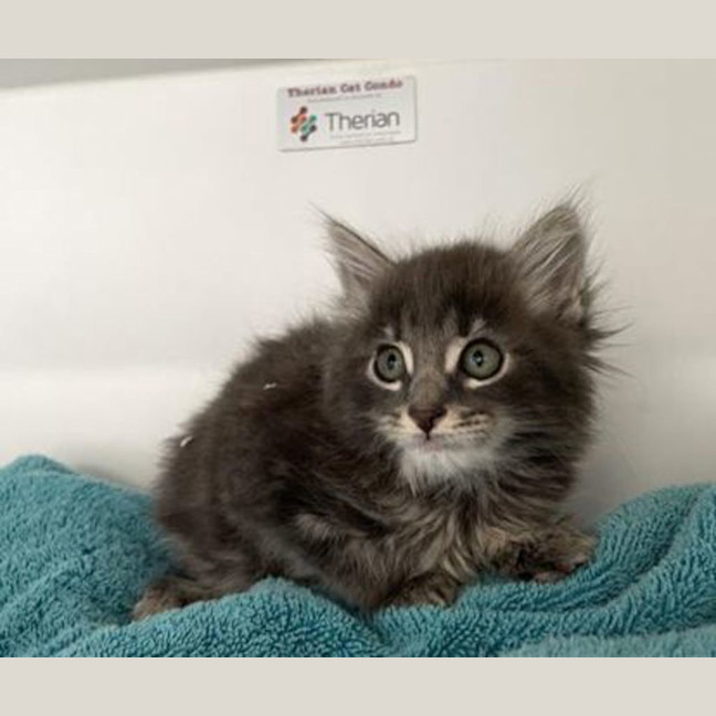 Photo of Squeak