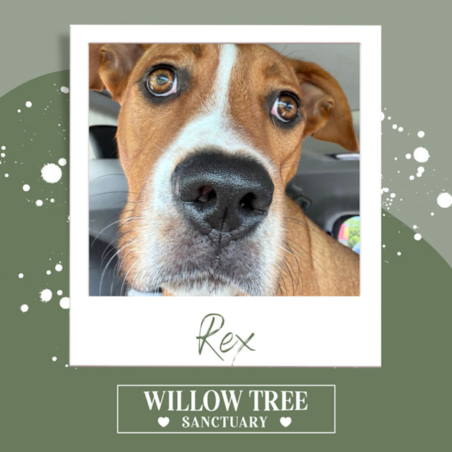 Photo of Rex