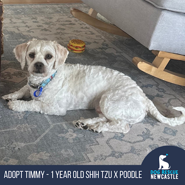 Photo of Timmy   1 Year Old Shih Tzu X Poodle