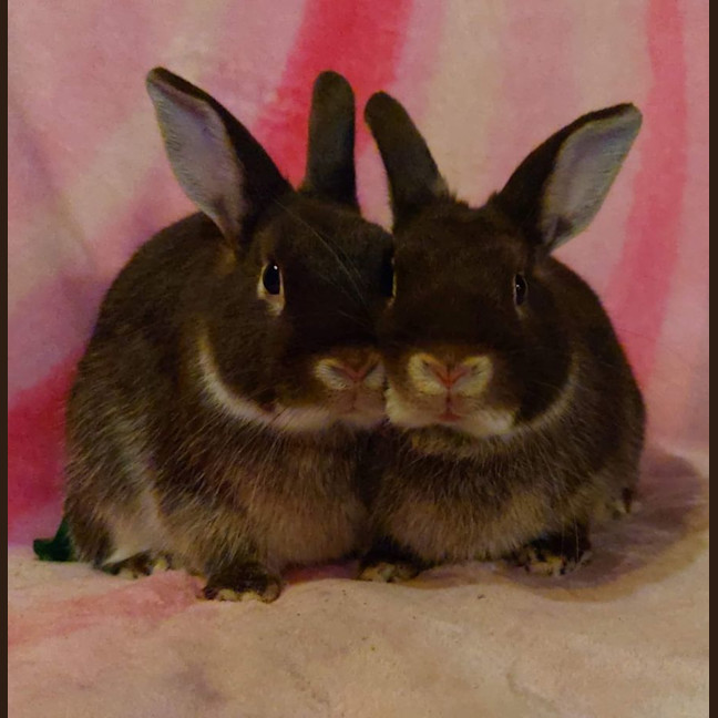 Photo of 🐰Bean & Peach🐰(Located In Hampton Park))
