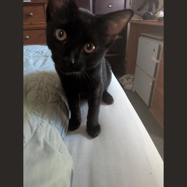 Photo of Morpheus