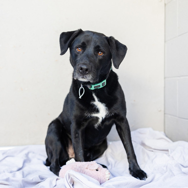 Photo of Harvey