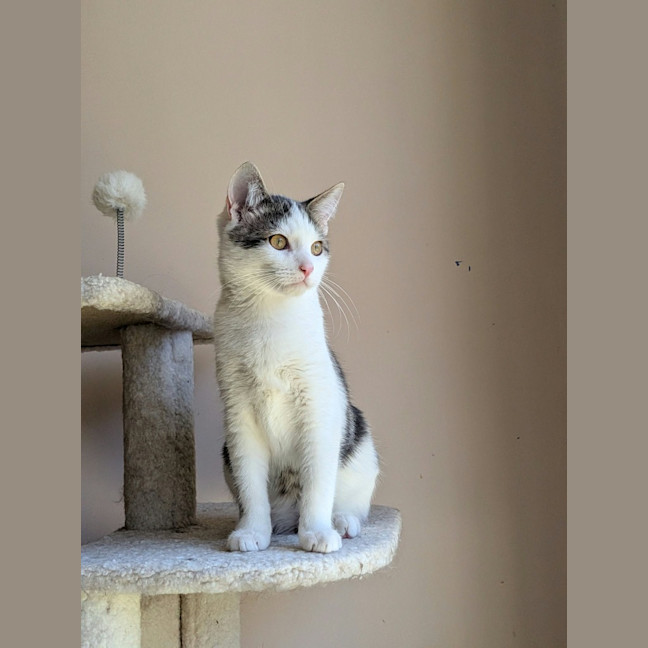 Photo of Sparky
