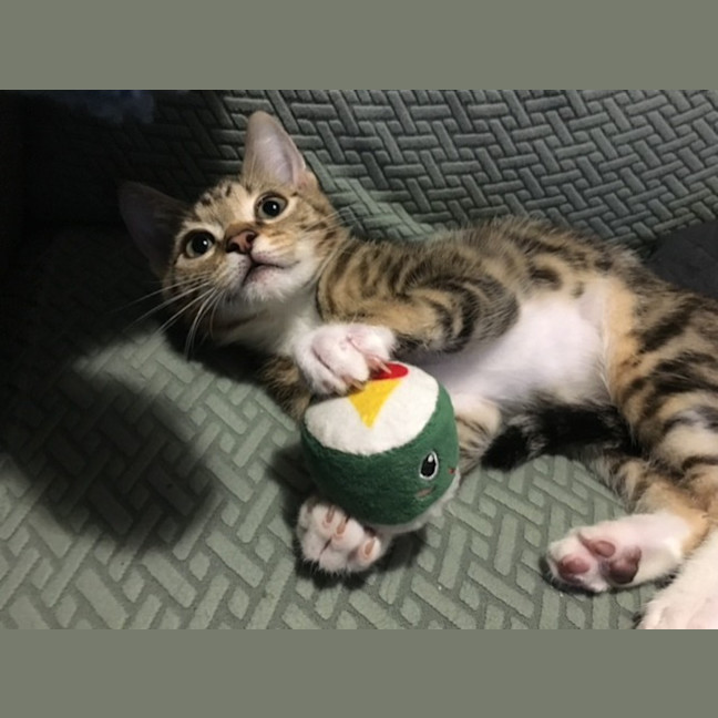 Photo of Duckie