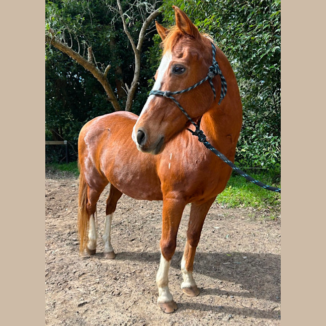 Photo of Blaze   Assisted Rehome