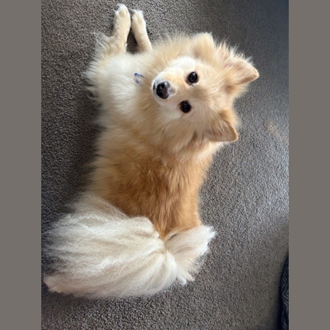 Photo of Jasper   7 Year Old Pomeranian (Trial)