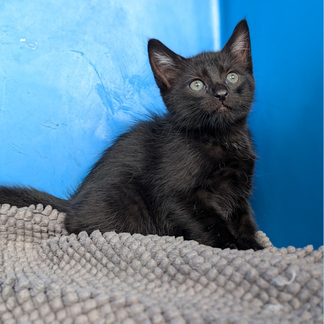 Photo of Voodoo