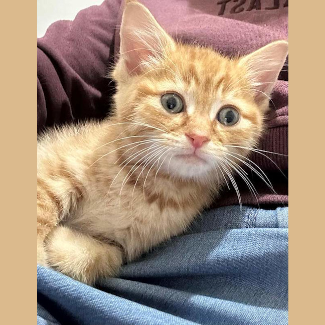 Photo of Cheeto