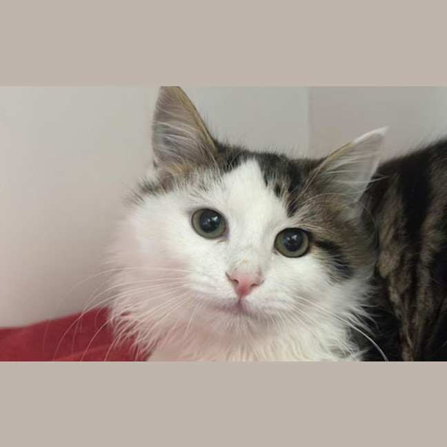 Photo of Whisper