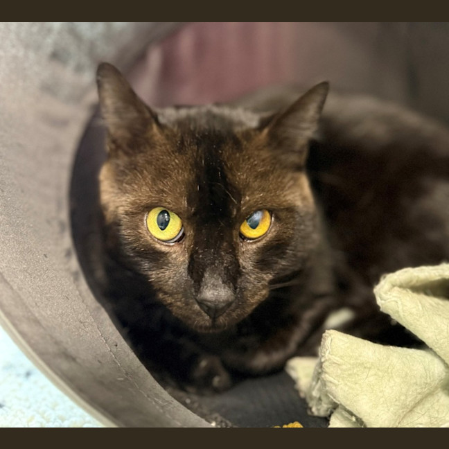 Photo of Boo