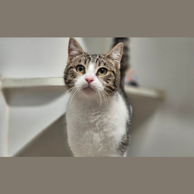 Photo of Peggy Sue 