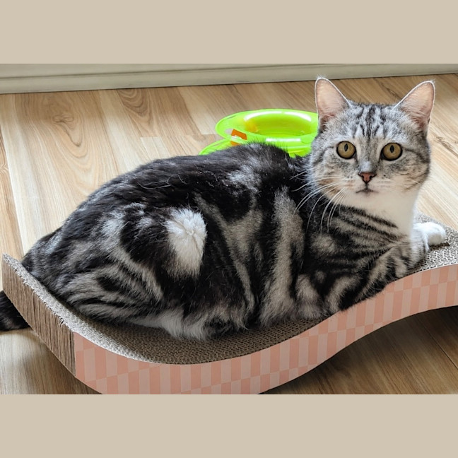 Photo of Bonanza