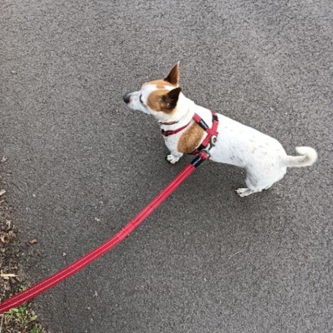 Photo of Lilly