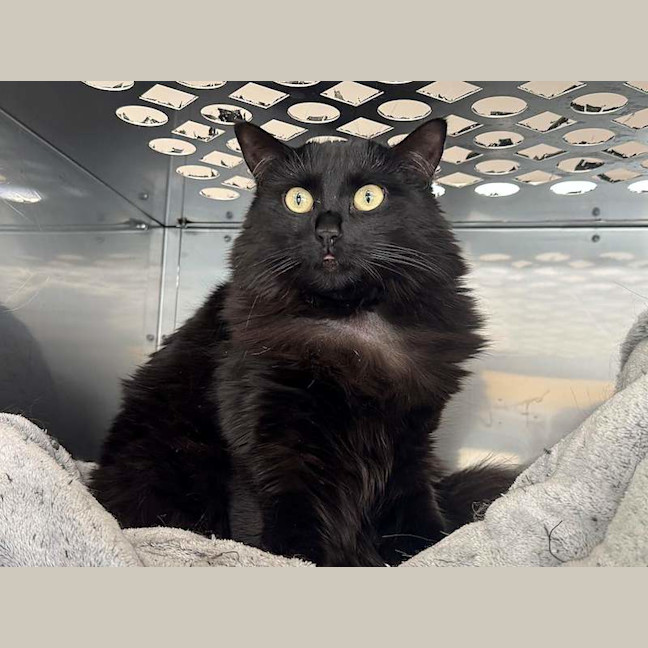 Photo of Luna