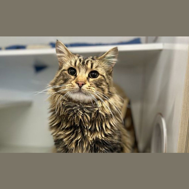 Photo of Merlin