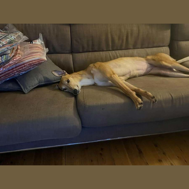 Photo of Willow, The Greyhound