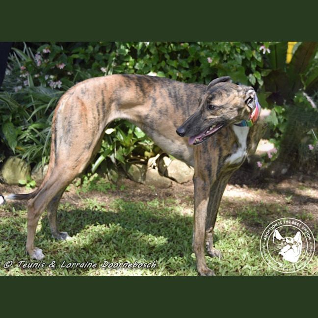 Photo of Milly (Gracious Miss)