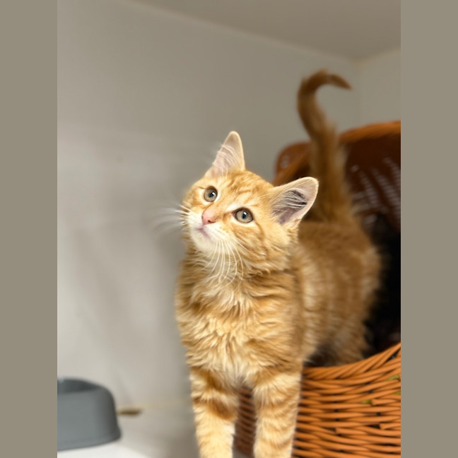 Photo of Shiraz