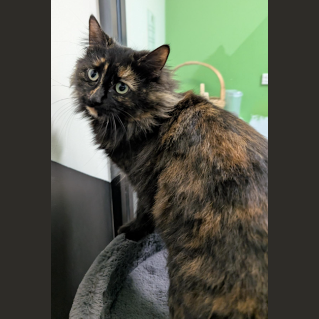 Photo of Avada Kedavra