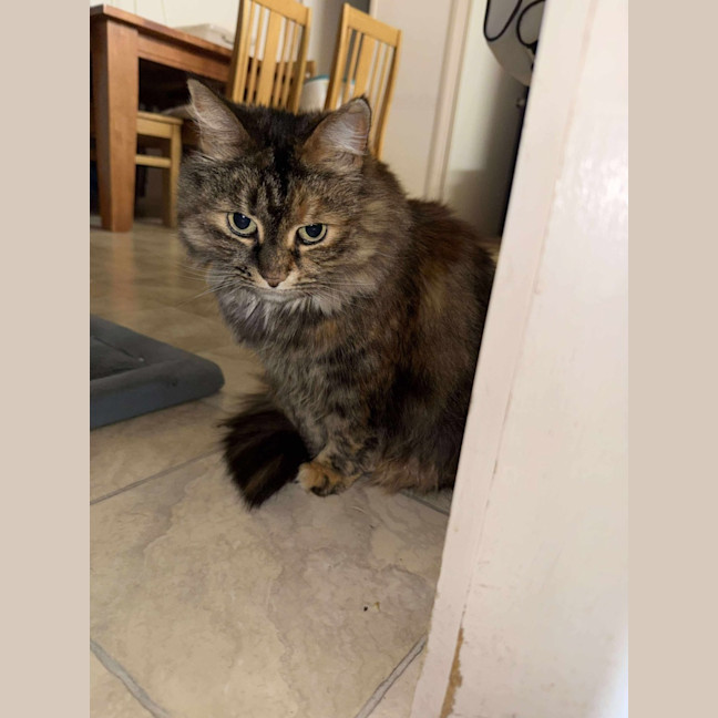 Photo of Smoochy   Assisted Rehome