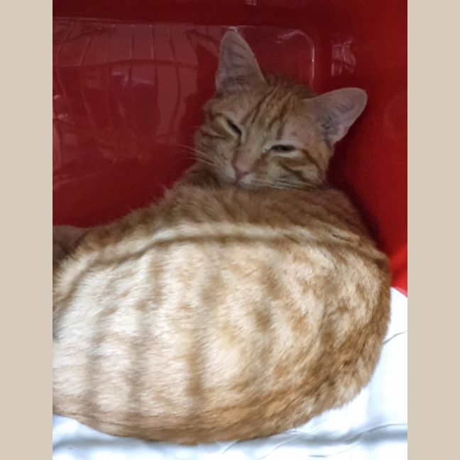 Photo of Nog
