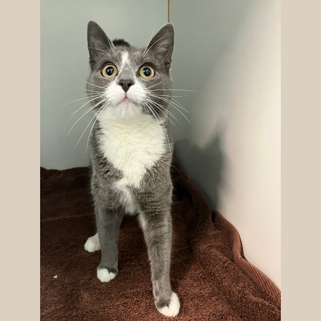 Photo of Purrsephone