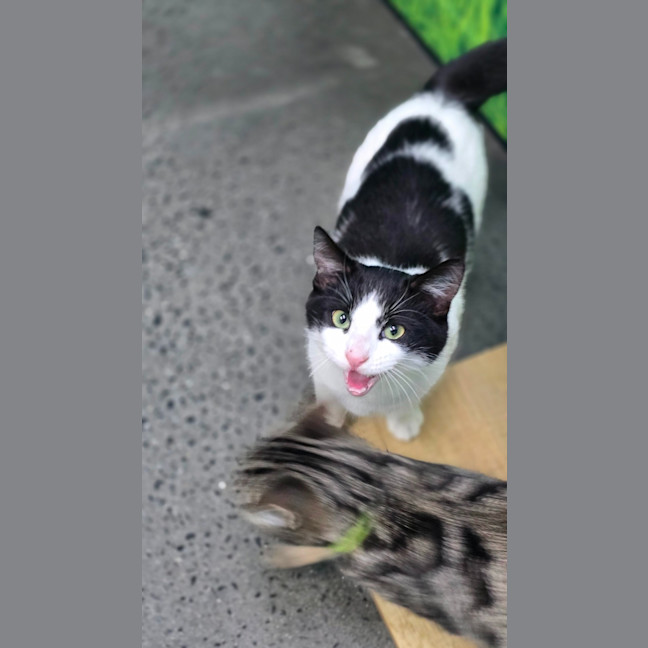Photo of Jacko