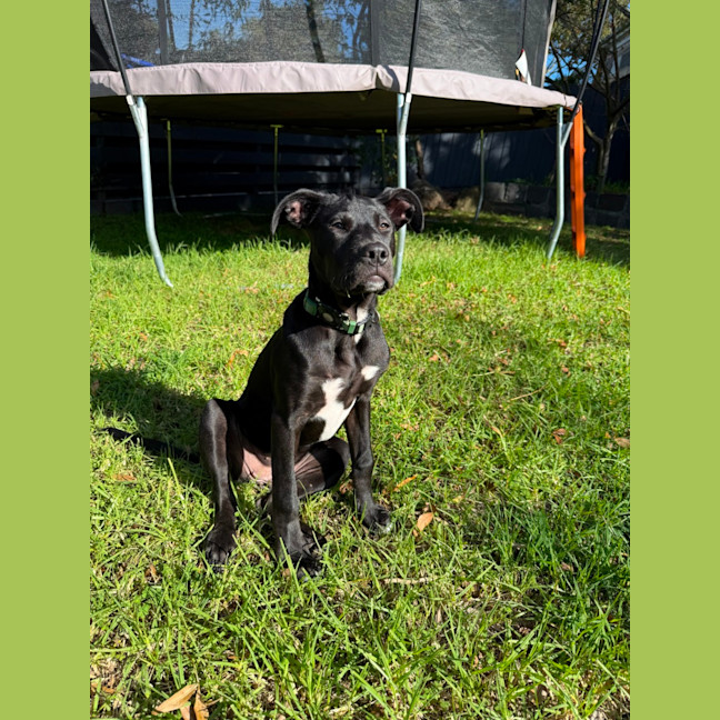 Photo of Sadie