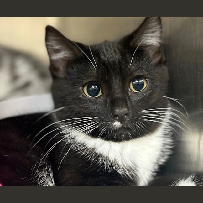 Photo of Sesame