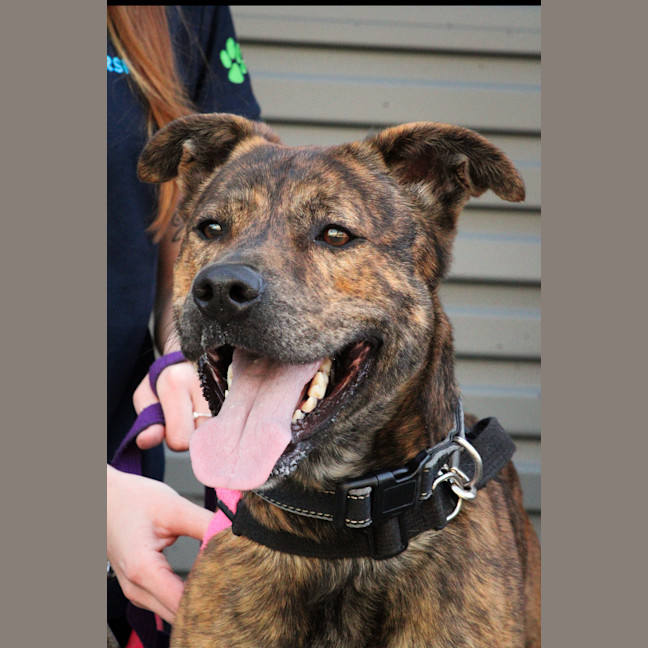 Photo of Atlas