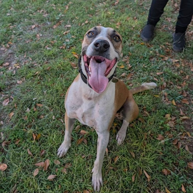 Photo of Boof