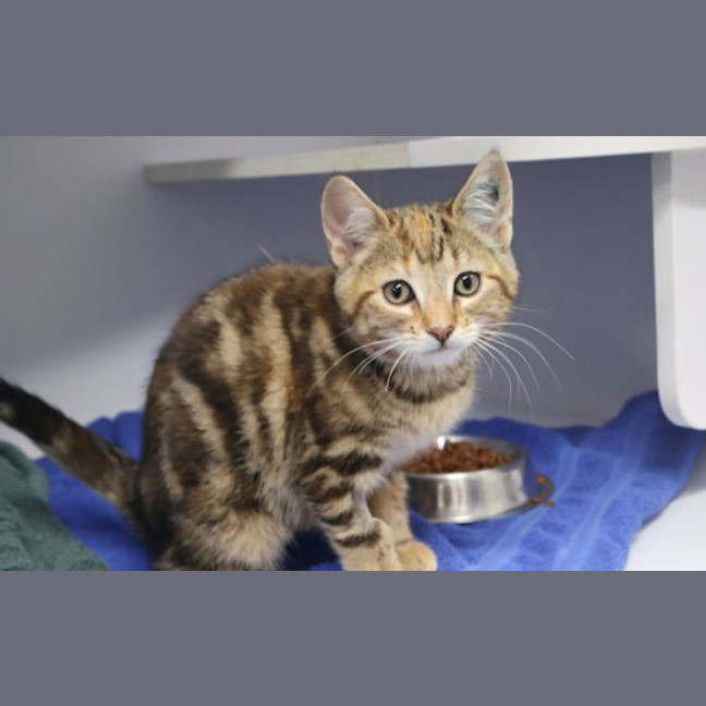 Photo of Tilly