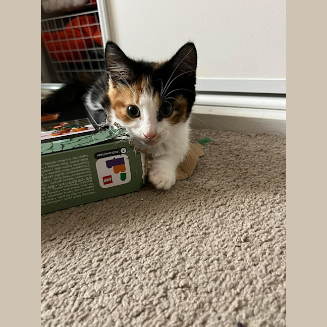 Photo of Jelly Bean