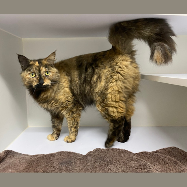 Photo of Whiskey