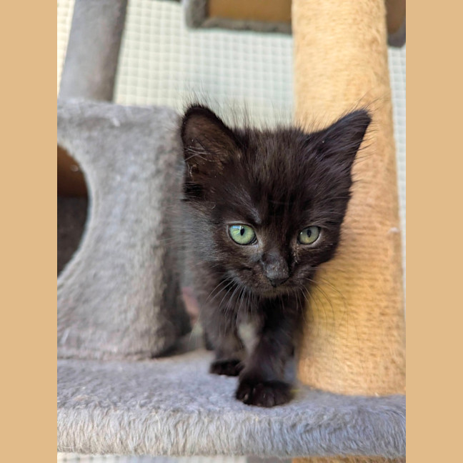 Photo of Benji (Female)