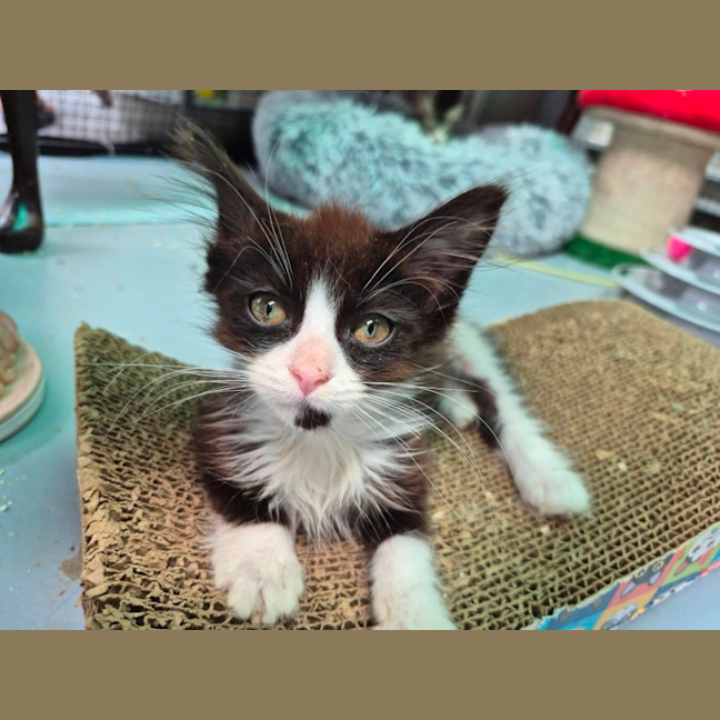 Photo of Panda ** 2nd Chance Cat Rescue**