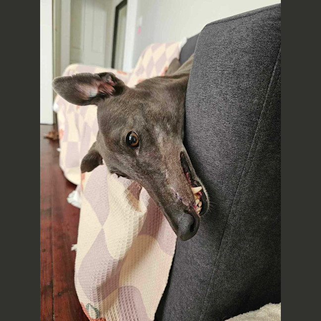 Photo of Bella, The Greyhound