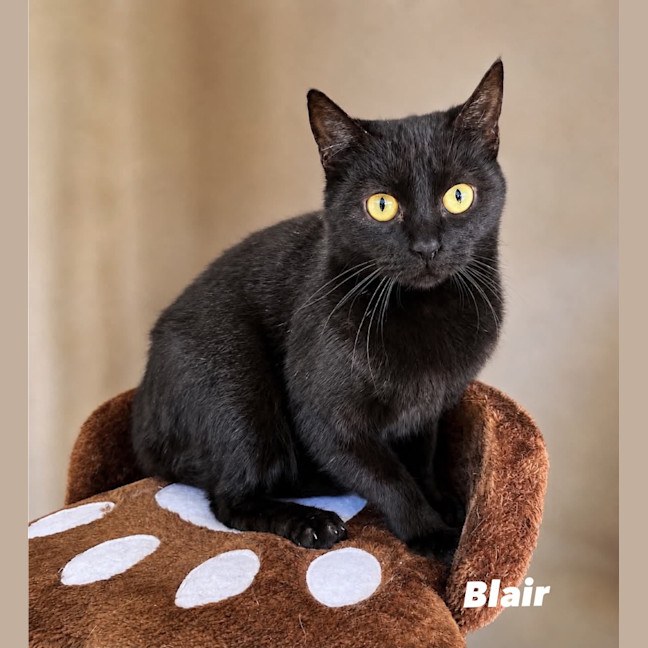 Photo of Blair