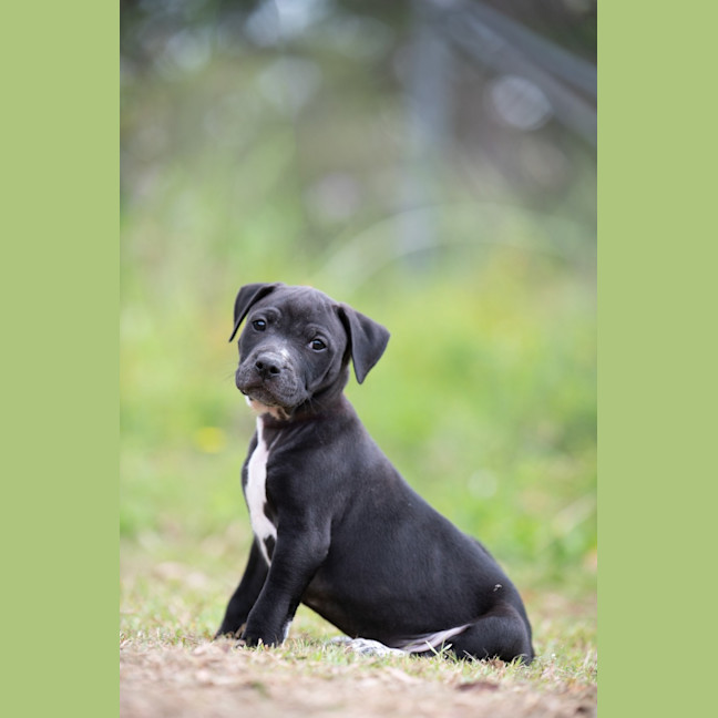 Photo of Ebony