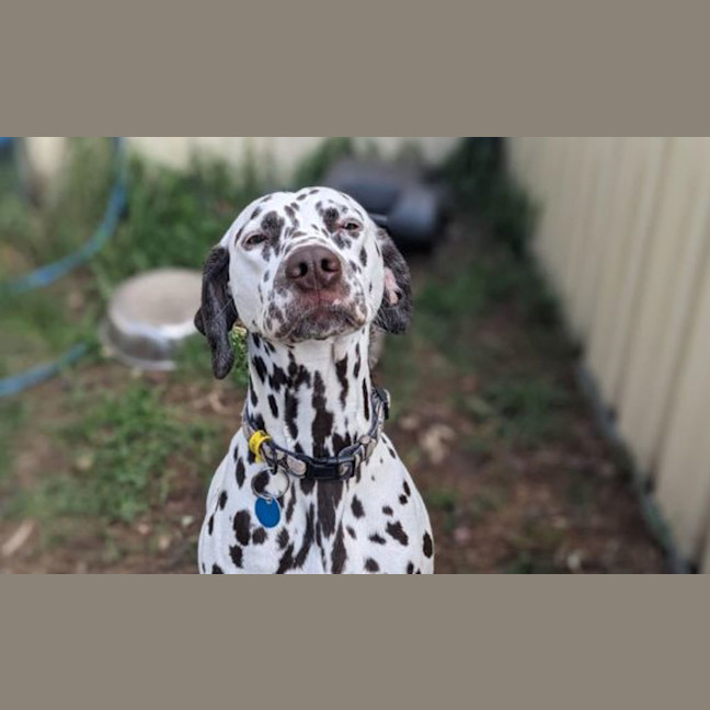 Photo of Ziggy