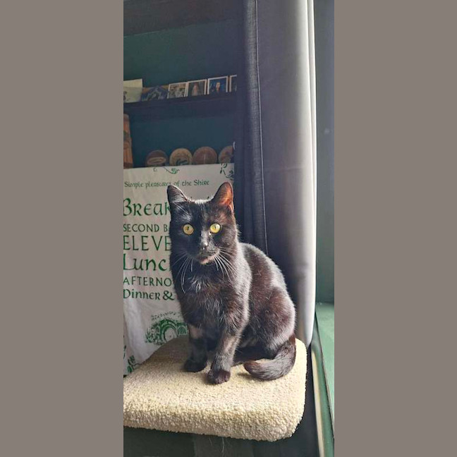 Photo of Goose