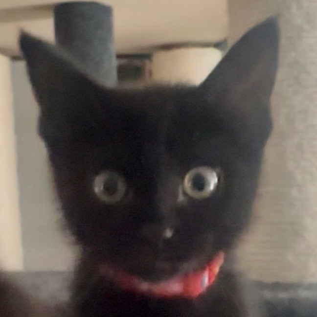 Photo of Marvin