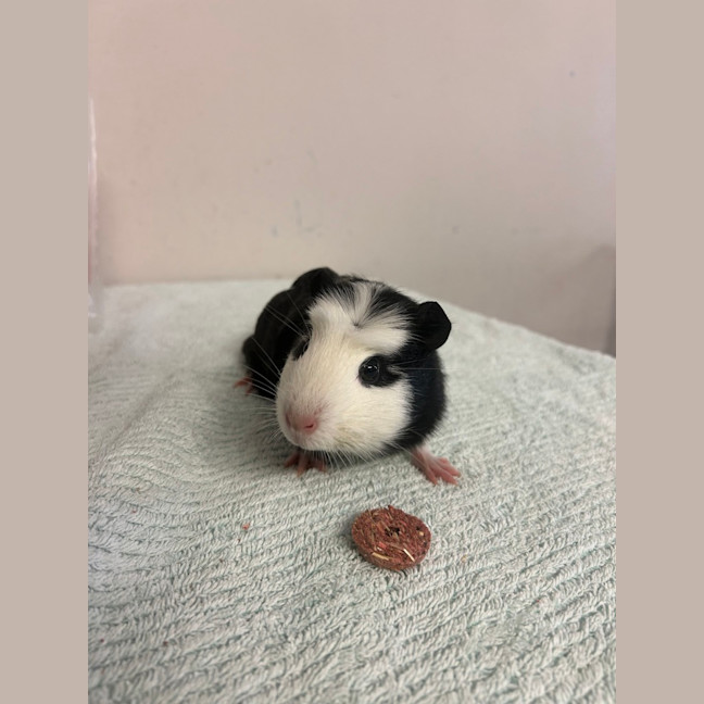 Photo of Dahlia