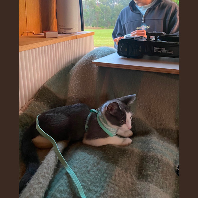 Photo of Alfred A.K.A Alfredino