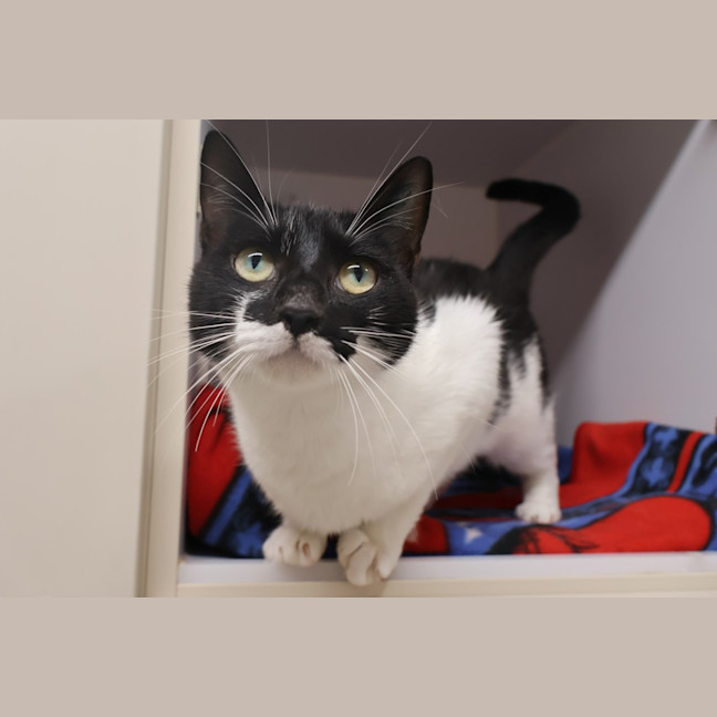 Photo of Xena