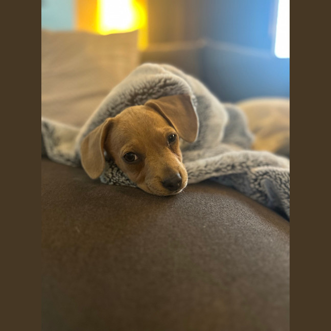 Photo of Ruby