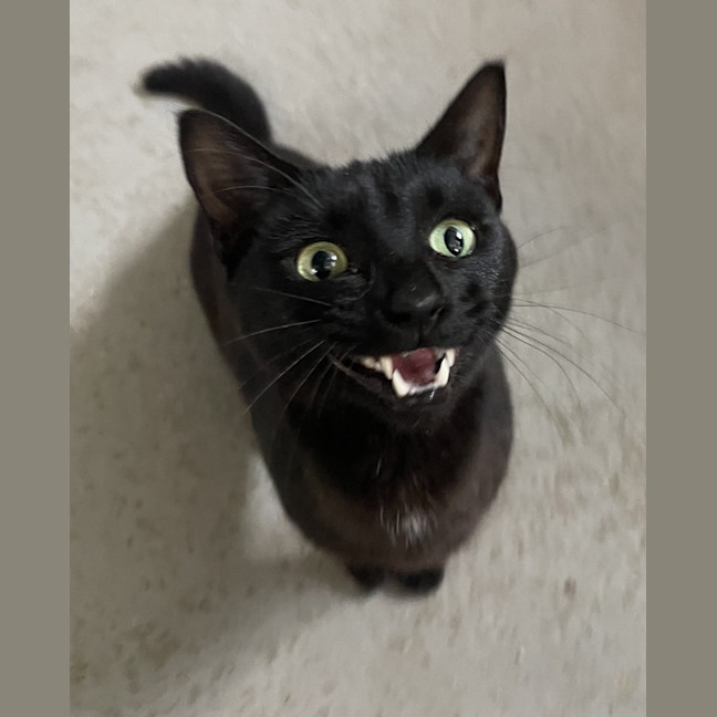 Photo of Bagel