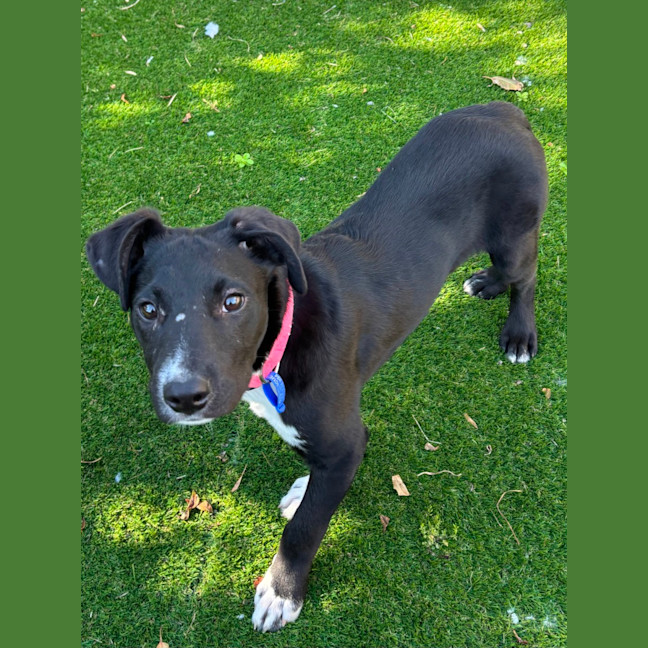 Photo of Wally   8 Month Old Kelpie X