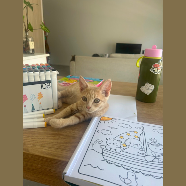 Photo of Feyre And Fern   Bonded Pair